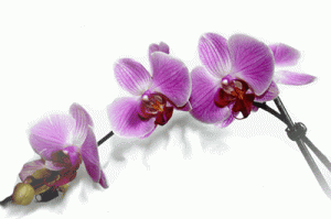 Susen Birnstein, Wellness in Zeulenroda, Sunda-Massage